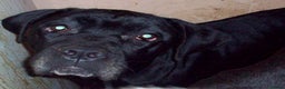 Cane Corso dogs for sale: Beautiful 100% pure Cane Corso puppies for sale. - Advert 3