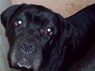 Cane Corso dogs Beautiful Cane Corso puppies for sale. - Advert 3