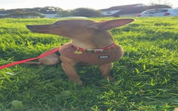 Mixed Breed dogs for adoption: Little Lady Josie is ready for her forever home! - Image 5