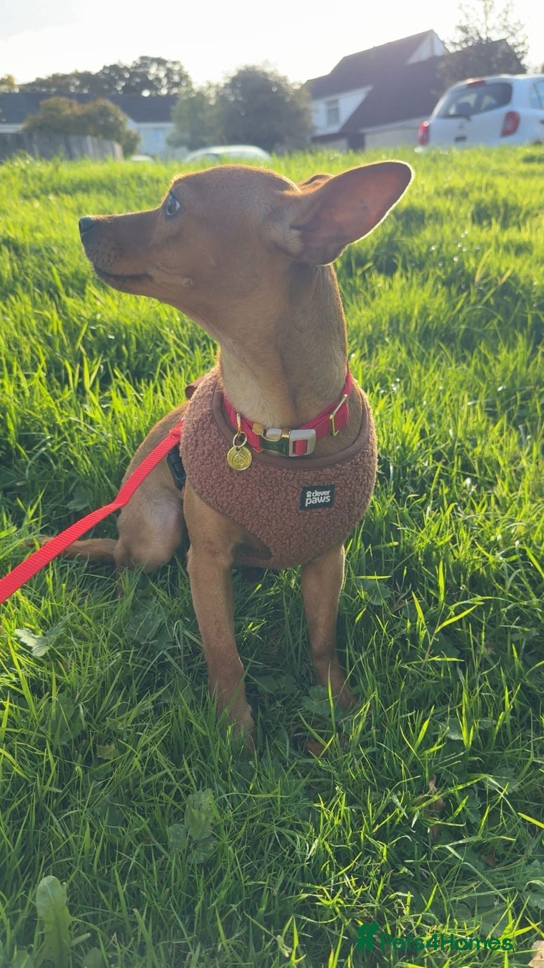 Mixed Breed dogs for adoption: Little Lady Josie is ready for her forever home! - Image 5