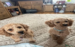 Cavapoochon dogs for sale: Beautiful cavapoochon puppies - Image 14