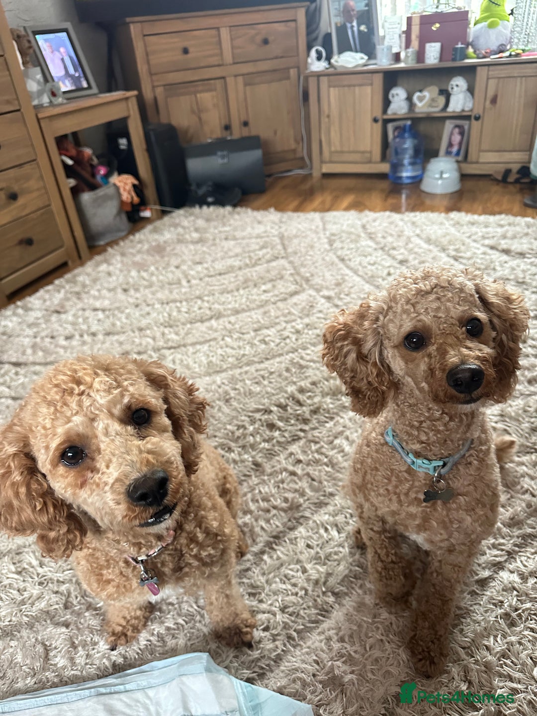 Cavapoochon dogs for sale: Beautiful cavapoochon puppies - Image 14