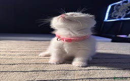 Scottish Fold cats for sale: ⭐️ Beautiful Scottish Folds ⭐️ - Image 9