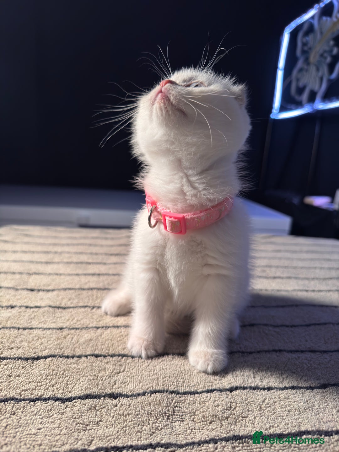 Scottish Fold cats for sale: ⭐️ Beautiful Scottish Folds ⭐️ - Image 9