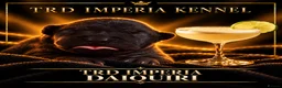 Thai Ridgeback dogs for sale: Thai ridgeback  in Ripon - Advert 2