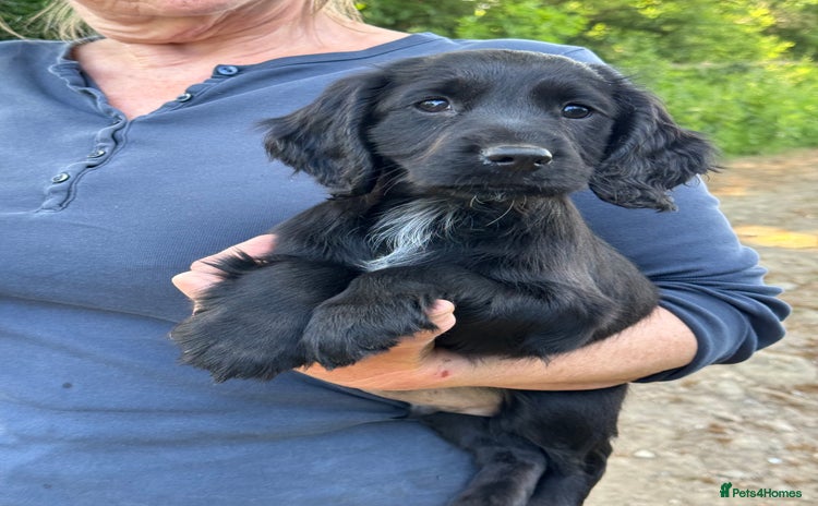 Cocker Spaniel dogs - Advert 16