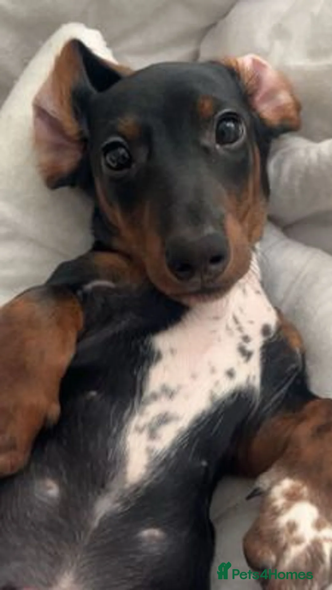 Miniature Dachshund dogs for sale: A very beautiful Miniature dachshund girl in Ilford - Advert 5