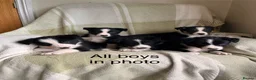 Border Collie dogs for sale: KC/ISDS Registered Beautiful Border Collie Pups - Advert 7