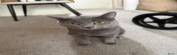 Mixed Breed cats for stud: Russian Blue × Chartreux Cross | Stud & Mating  in London - Advert 5