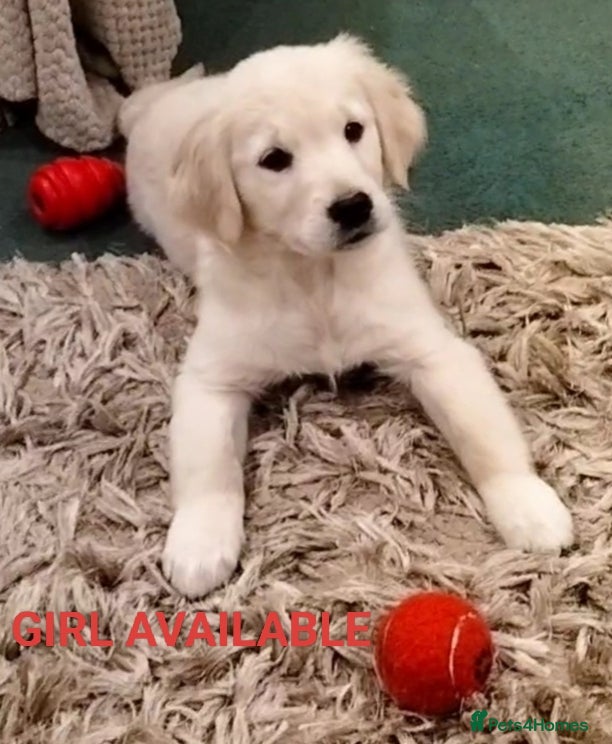Golden Retriever dogs GOLDEN RETRIEVER PUPS - Advert 4