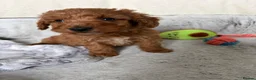Cockapoo dogs for sale: 🐾BEAUTIFUL F1 COCKERPOOS REGISTERED BREEDER 🐾 - Advert 20