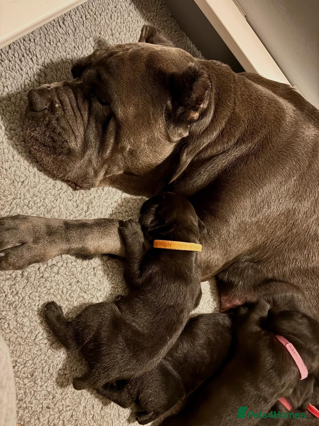 Cane Corso dogs for sale: Amazing Cane Corso puppies - Advert 6