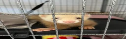 Ferret rodents for sale: 2 Jill's for sale 10weeks old and 8weeks old in Cwmbran - Advert 6