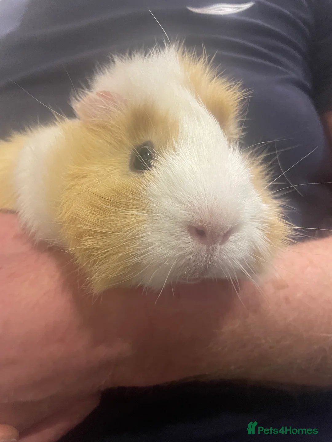 Guinea Pig rodents for sale: 3 Male Guinea pigs 15 months old - Advert 9