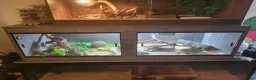 Monitor reptiles for sale: 7 month old ackie monitor and vivarium - Advert 5