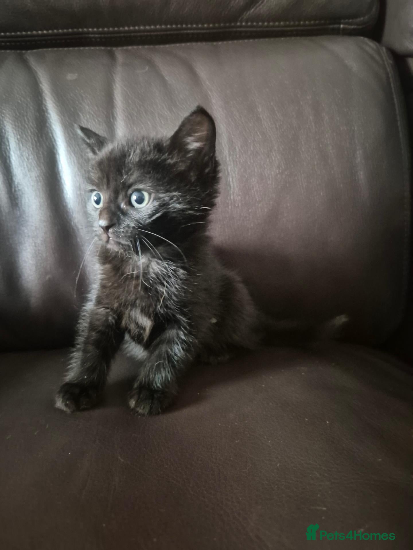 Mixed Breed cats for sale: 🐱❤️ 5 Beautiful fluffy Kittens🐱❤️  - Advert 16