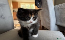 Mixed Breed cats for sale: Cute Kittens for Sale - Ginger, Grey and Black - Image 23