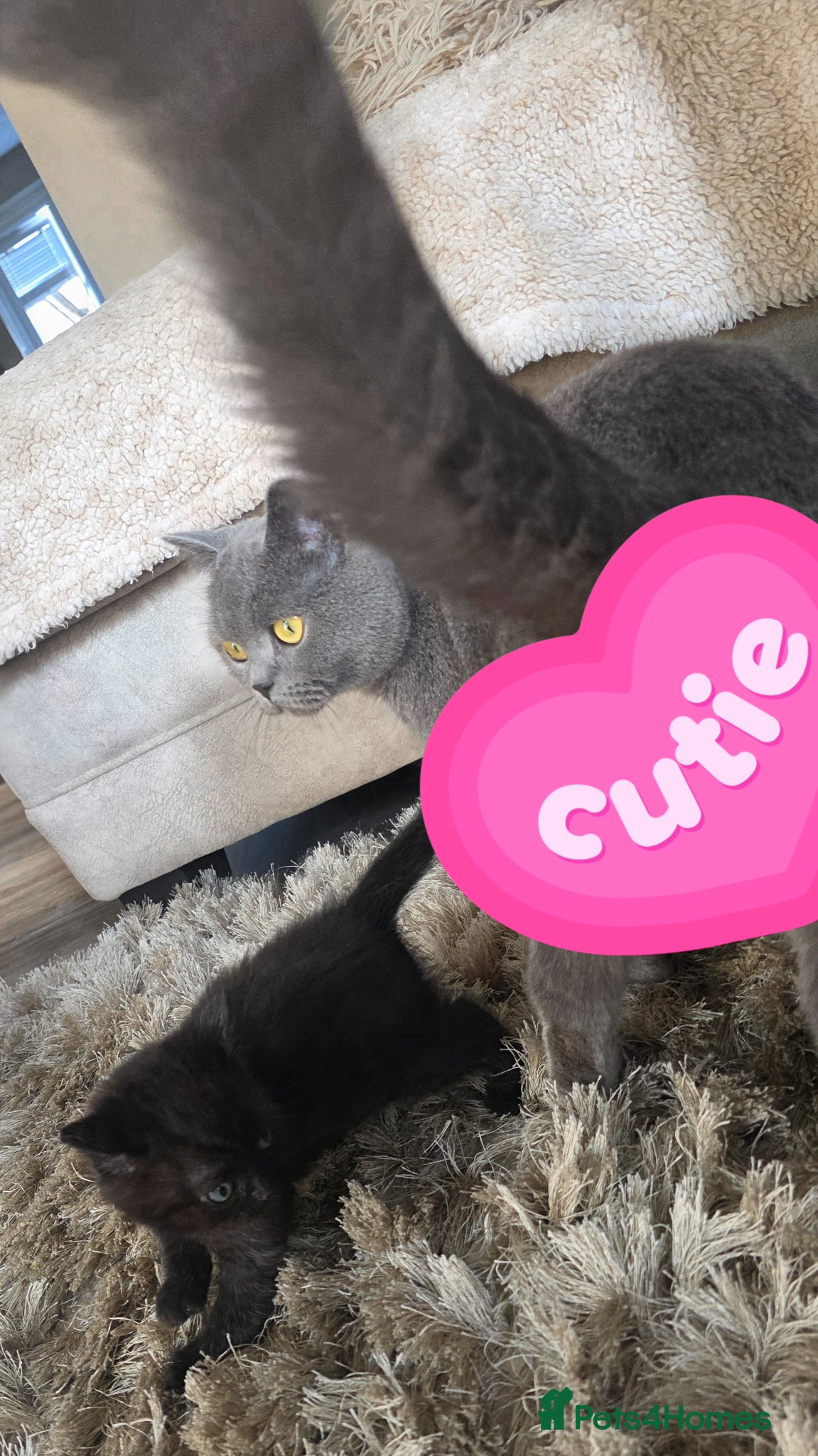 British Shorthair cats for sale: British shorthair mixed beautiful little boy left  - Advert 2