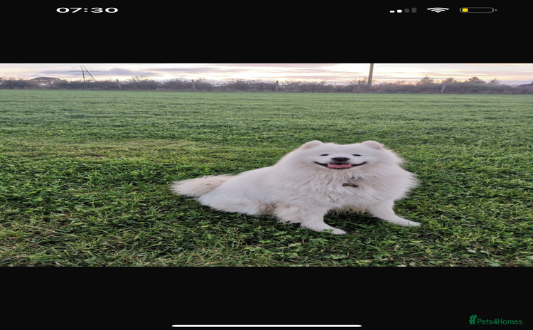 Samoyed dogs - Advert 1