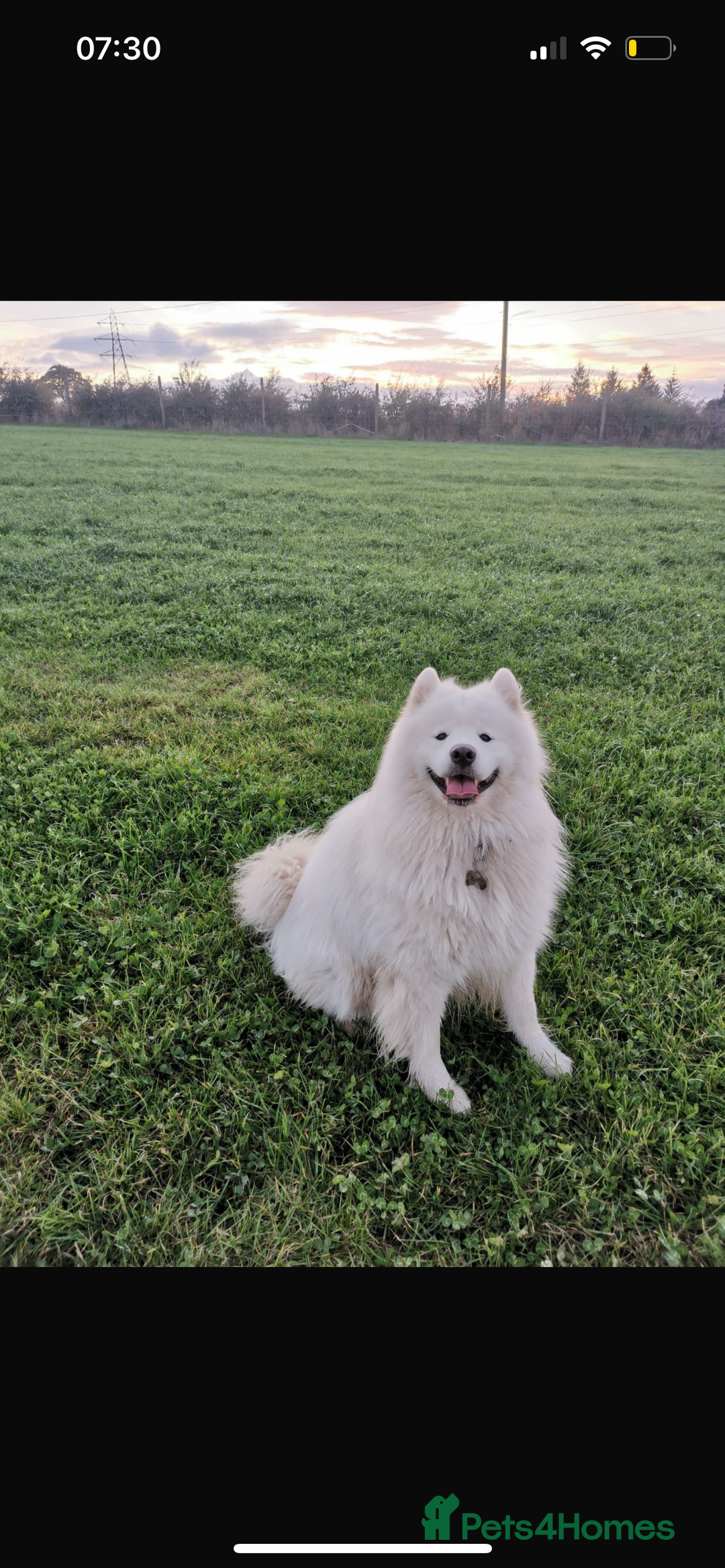 Samoyed Puppies for sale Pets4Homes