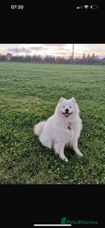 Samoyed dogs - Advert 2