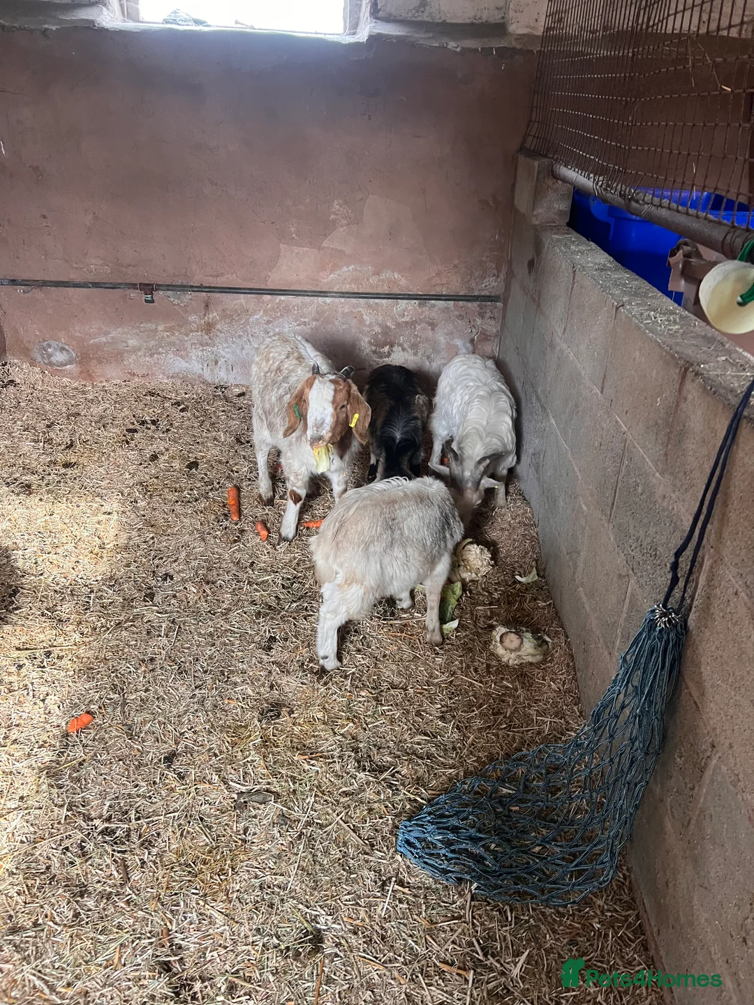 Goats livestock for sale: Goats available male female  - Advert 3