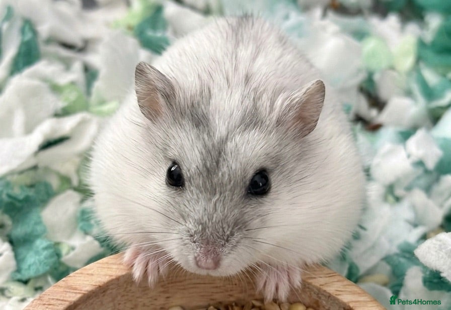 Hamster rodents Pearl winter white dwarf hamster from the litter - Advert 8