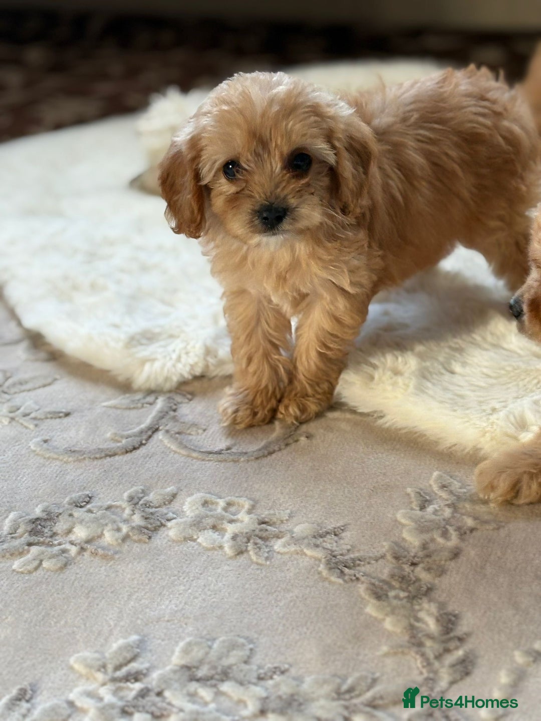 Cavapoo dogs for sale: Apricot Cavapoos - Image 14