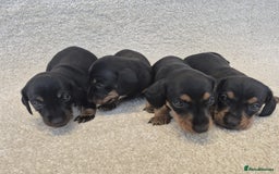 Dachshund dogs for sale: BEAUTIFUL MINI DACSHUNDS - Image 12