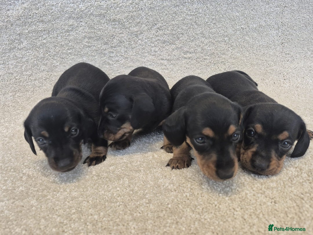 Dachshund dogs for sale: BEAUTIFUL MINI DACSHUNDS - Image 12