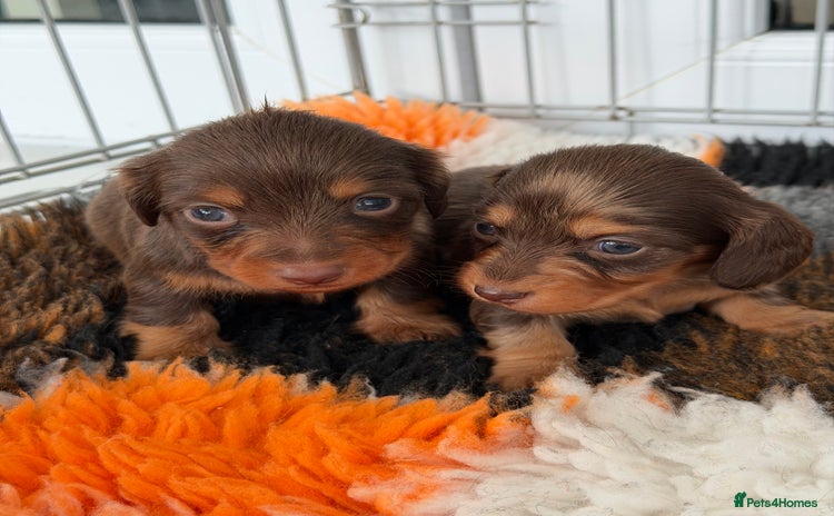 Miniature Dachshund dogs - Advert 15