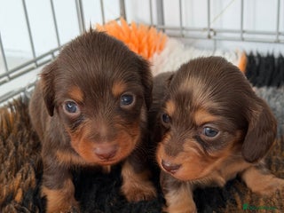 Miniature Dachshund dogs - Advert 18