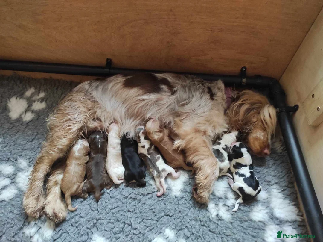 Cocker Spaniel dogs for stud: KC Sable Show Cocker STUD champ lines in Sandbach - Advert 11