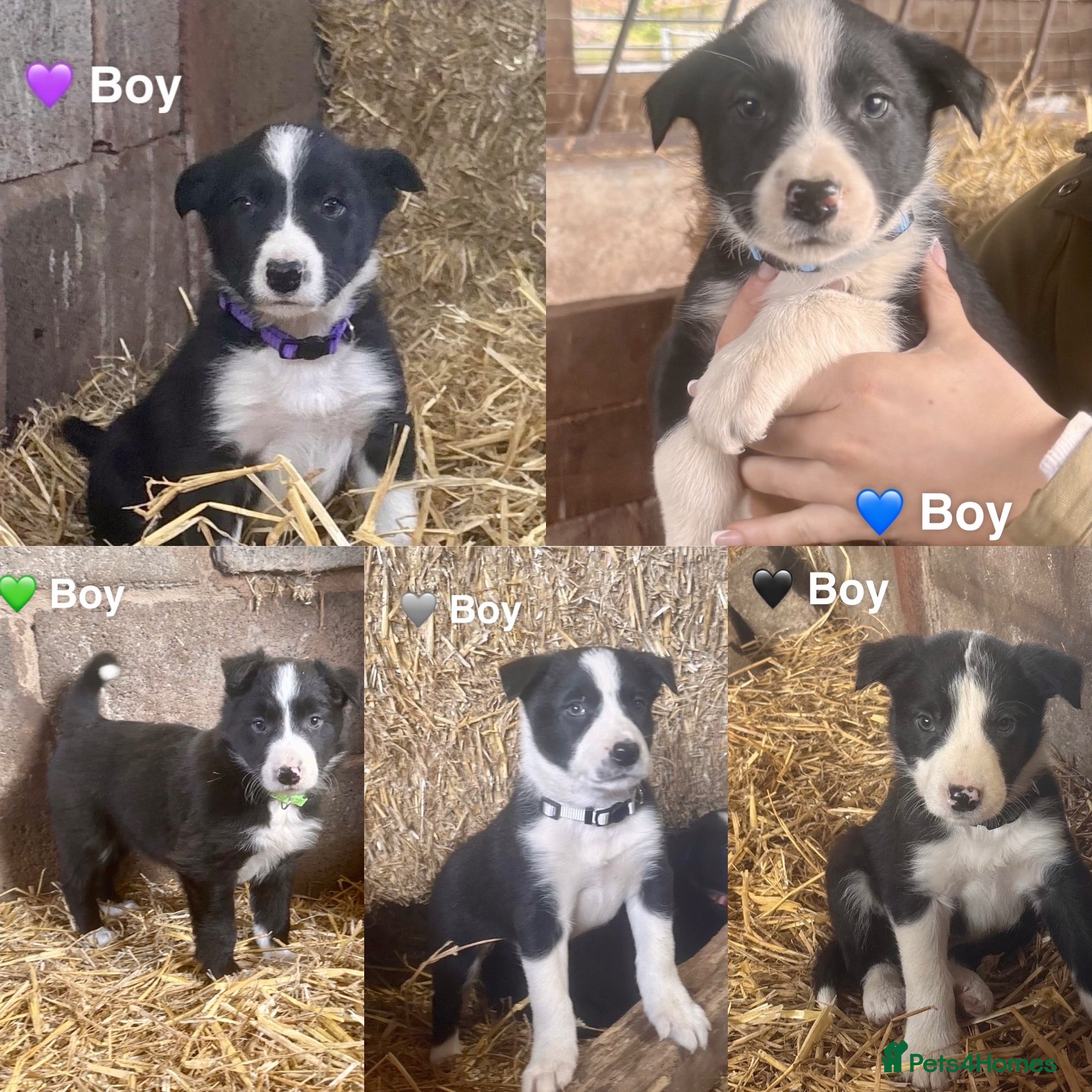 Border Collie dogs for sale: Beautiful Border Collie Pups 🖤🤍🐾 - Advert 1