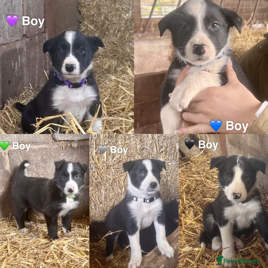Border Collie dogs for sale: Beautiful Border Collie Pups 🖤🤍🐾 - Advert 1