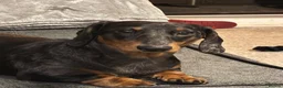 Miniature Dachshund dogs for stud: Miniature Dachshund stud in Bracknell - Advert 12