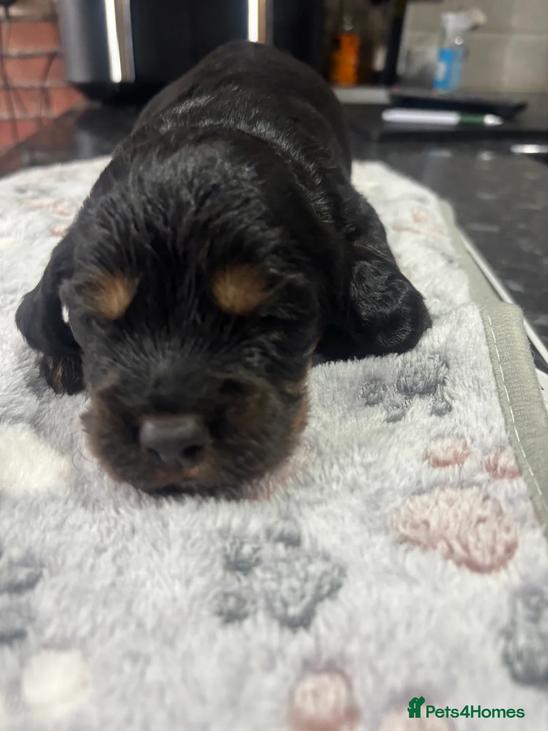 Sprocker dogs for sale: STUNNING LITTER SPROCKERS  - Advert 10