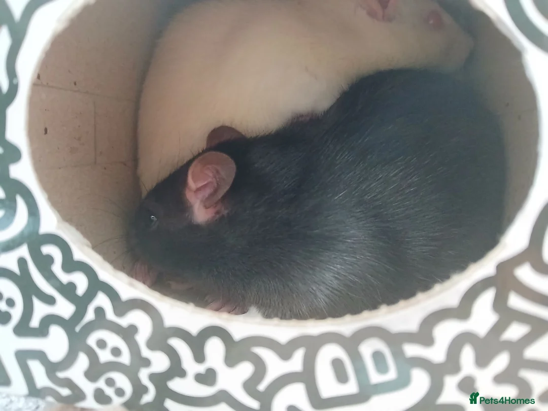 Rat rodents for sale: fancy rat pair in Cardiff - Advert 5