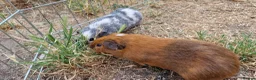 Guinea Pig rodents for sale: £20 for 2 California x male guinea pigs  - Advert 2
