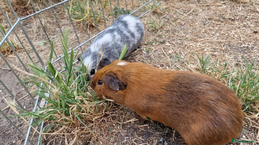 Guinea Pig rodents for sale: £20 for 2 California x male guinea pigs  - Advert 2
