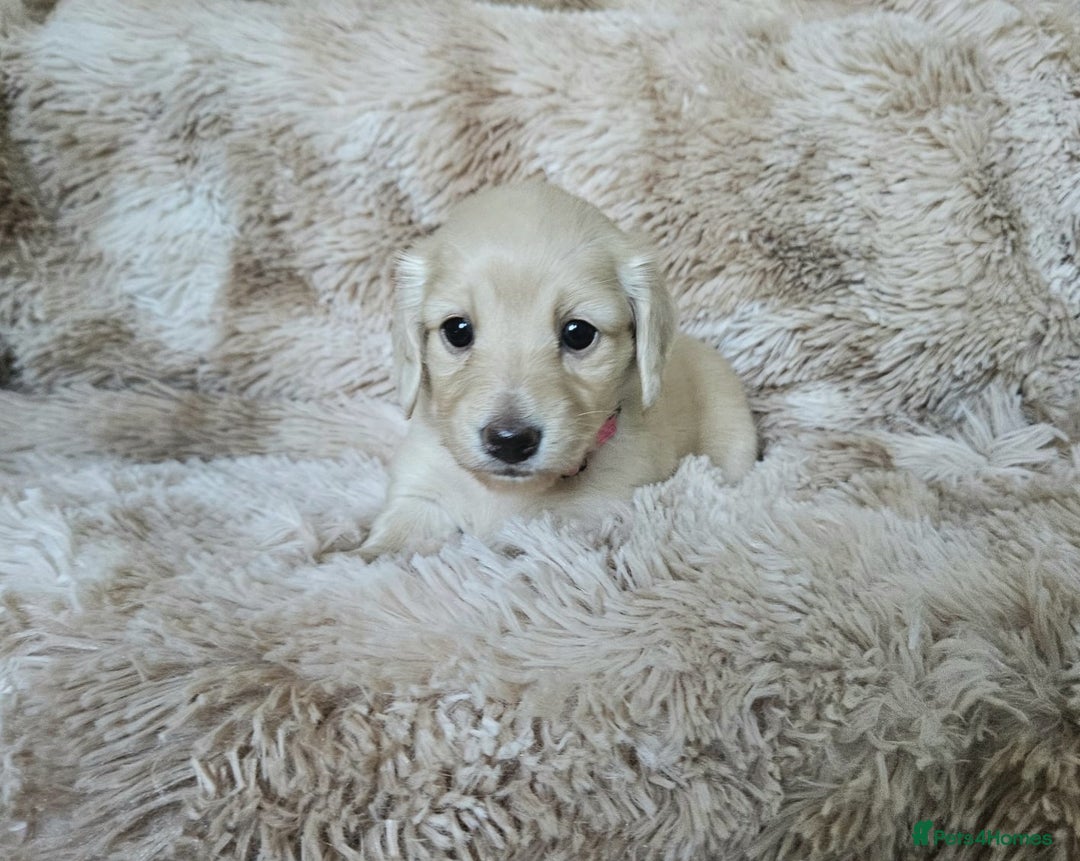 Miniature Dachshund dogs for sale: Beautiful long haired mini dachshunds - Advert 11