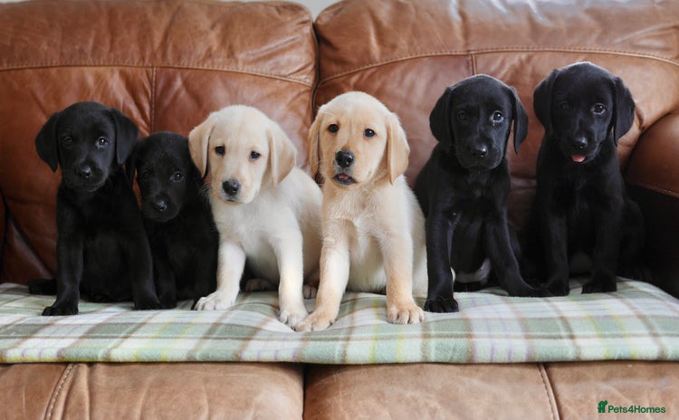 Labrador Retriever dogs - Advert 2