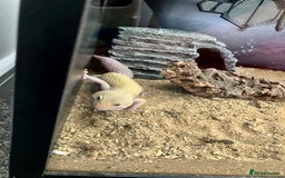 Leopard Gecko reptiles for sale: Albino leopard gecko  - Image 16