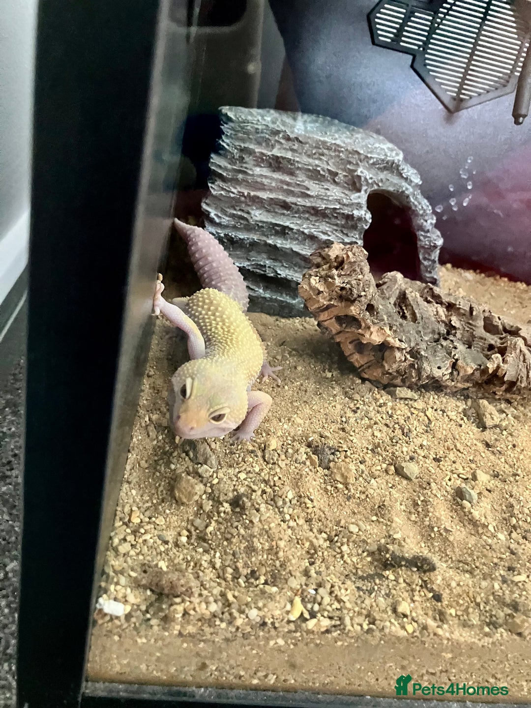 Leopard Gecko reptiles for sale: Albino leopard gecko  - Image 16