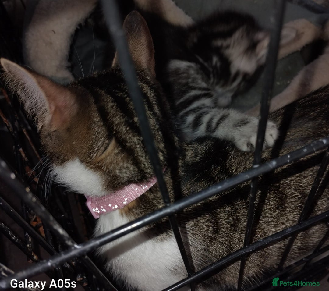 Mixed Breed cats for sale: Male kitten - Image 2