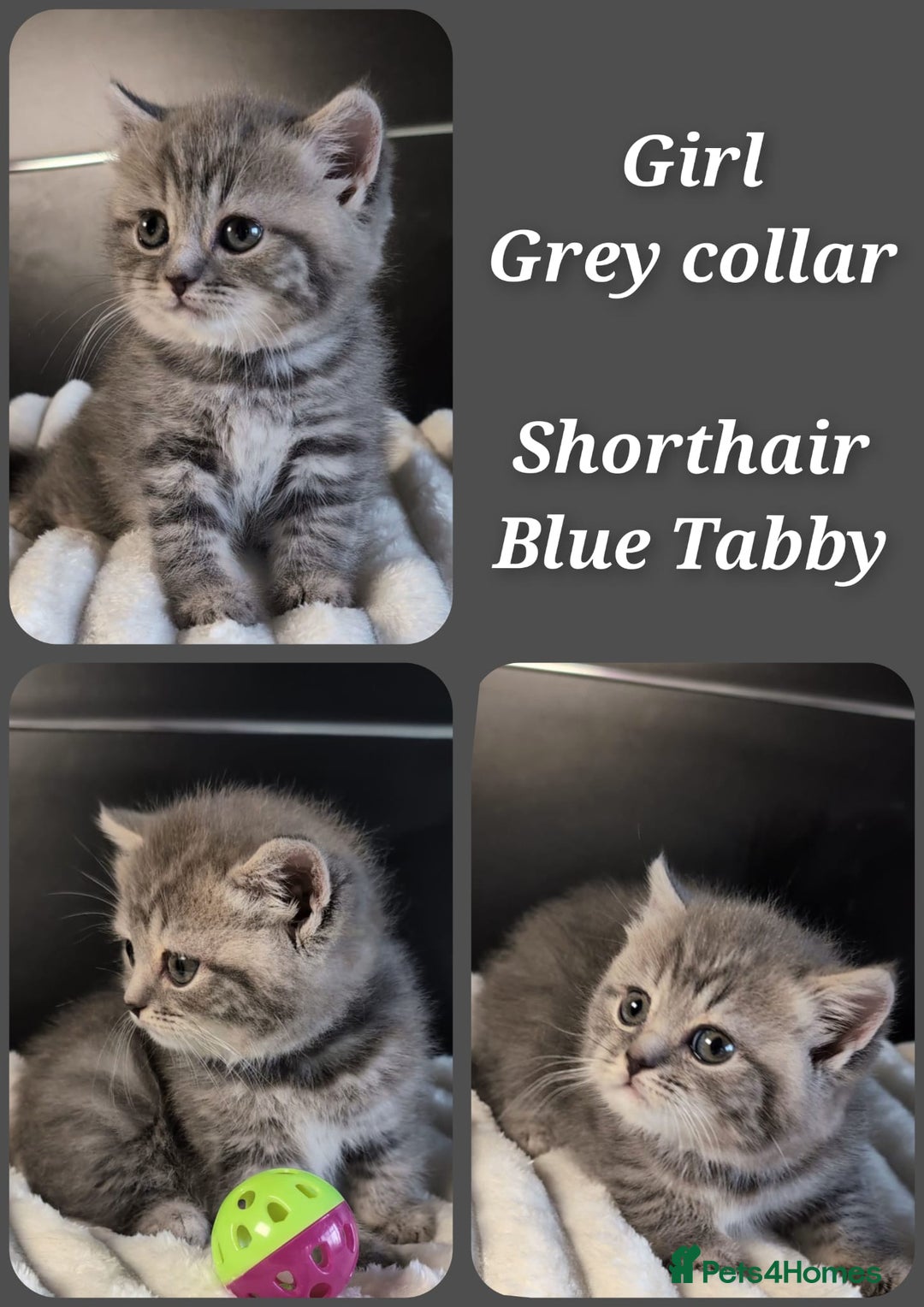 British Longhair cats for sale: 💖💙 BSH and BLH ● TICA & GCCF reg ●  - Advert 2