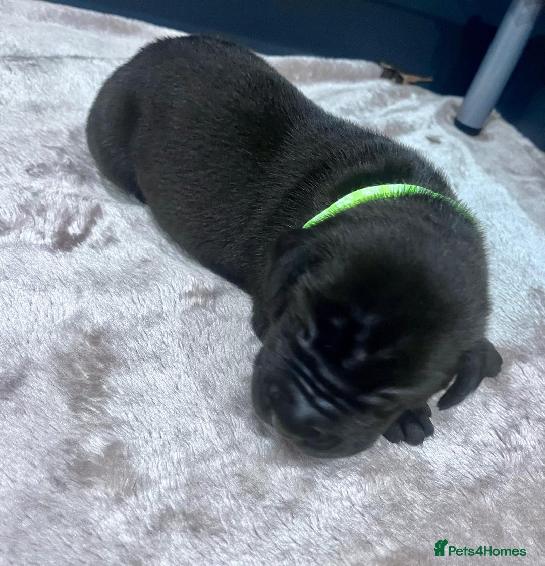 Great Dane dogs for sale: Stunning Great Dane puppies  - Advert 17