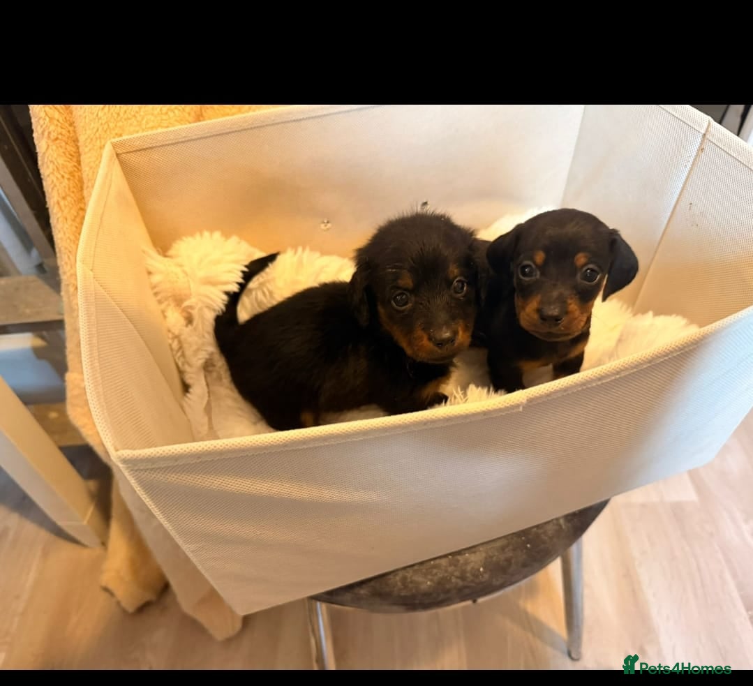 Dachshund dogs Dachshund puppies  - Advert 18