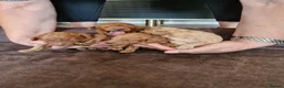 Mixed Breed dogs for sale: Beautiful Red Poodle Puppys for Sale - Advert 6