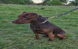 Patterdale Terrier dogs for sale: Chocolate Patterdale terrier pups  - Image 2